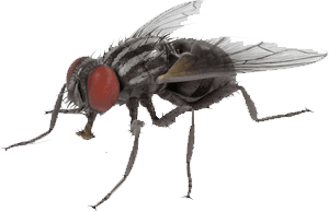 moucha obecna