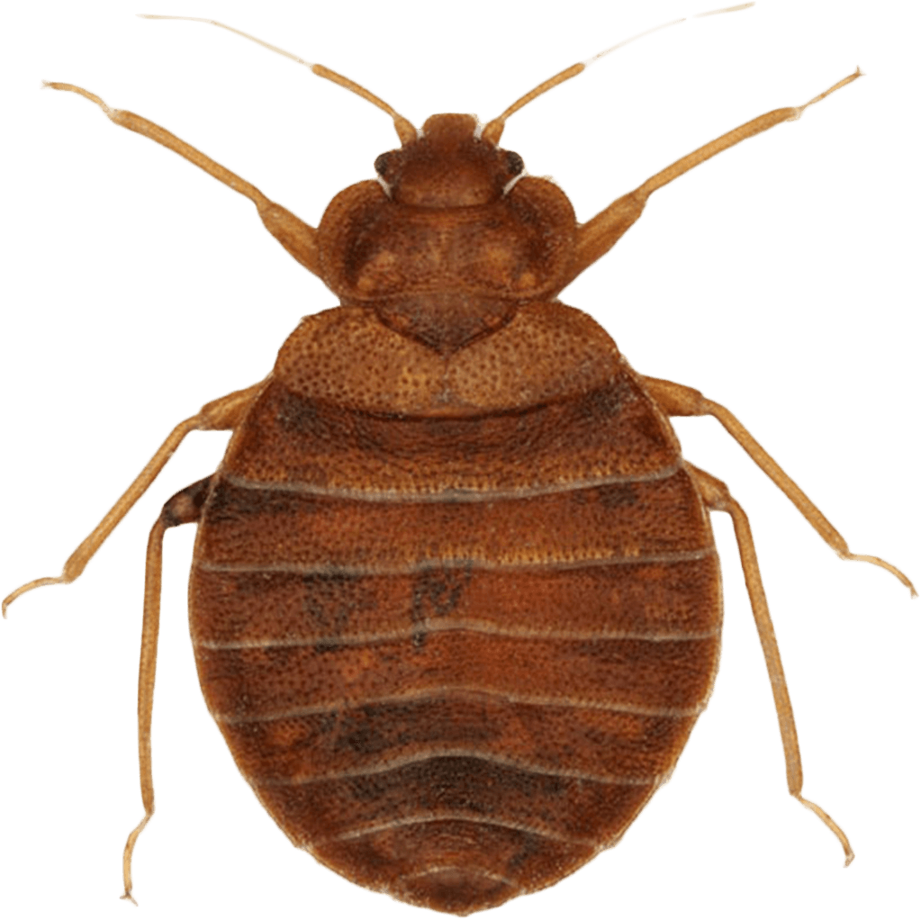 svab